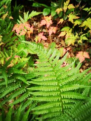 Sommerwald in Thüringen, Thüringer Wald, Farne