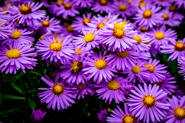Wunderschöne Blütenpracht im heimischen Garten  © Oliver Hlavaty