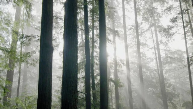 Deep dense forest illuminated by sun