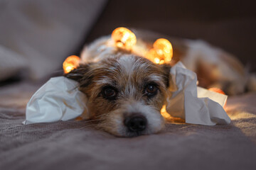 Ein ängstlicher Jack Russel Terrier liegt mit Taschentücher in den Ohren auf einer Couch....