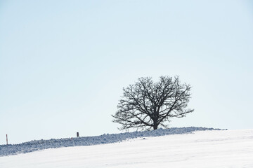 Fototapeta na wymiar 晴れた日の雪の丘に立つ木立　美瑛町 