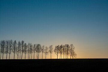 美しい早春の夕暮れの空と冬木立
