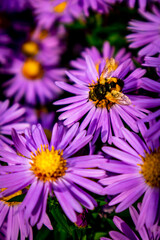 Obraz premium Wunderschöne Blütenpracht im heimischen Garten 