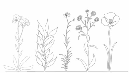 flowers drawing by one continuous line, sketch, vector