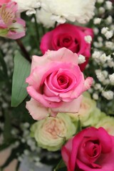 pink roses in a garden
