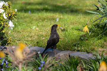 Eurasian blackbird on grass in a park