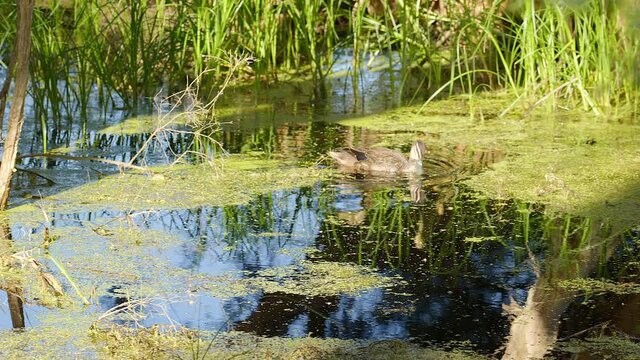 Pan follow as duck swims through algae in swampy wetlands with picturesque reflections visible.  Stringy bark trees protrude from water