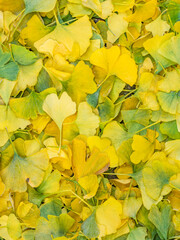 Ginkgo leaves on the ground