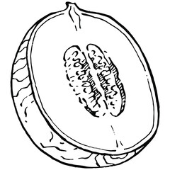 Melon realistic vector sketch. Decorative retro style collection hand drawn farm product for restaurant menu, market label, logo, emblem and  kitchen design. Decoration for food packaging.