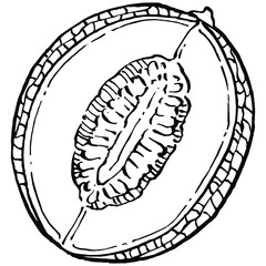 Melon realistic vector sketch. Decorative retro style collection hand drawn farm product for restaurant menu, market label, logo, emblem and  kitchen design. Decoration for food packaging.