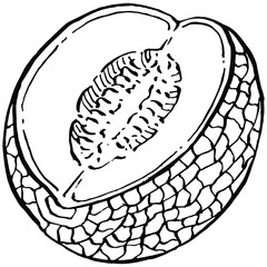 Melon realistic vector sketch. Decorative retro style collection hand drawn farm product for restaurant menu, market label, logo, emblem and  kitchen design. Decoration for food packaging.