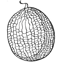Melon realistic vector sketch. Decorative retro style collection hand drawn farm product for restaurant menu, market label, logo, emblem and  kitchen design. Decoration for food packaging.