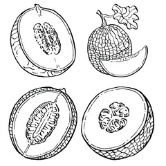 Obraz premium Melon realistic vector sketch. Decorative retro style collection hand drawn farm product for restaurant menu, market label, logo, emblem and kitchen design. Decoration for food packaging.