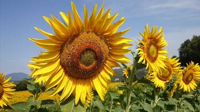 Sunflower natural background, Sunflower blooming, Sunflower oil improves skin health and promote cell regeneration,