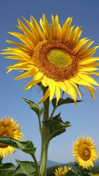Sunflower natural background, Sunflower blooming, Sunflower oil improves skin health and promote cell regeneration,