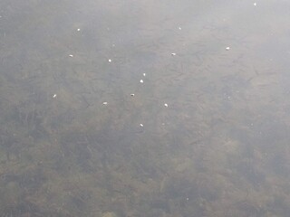 Small fish near the surface of the lake through clear water