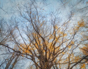 Beautiful autumn beeches with yellow foliage
