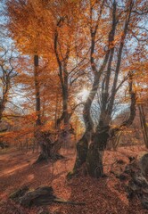 Beautiful autumn beeches with yellow foliage