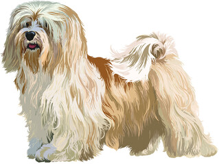 Drawing havaneser puppy, art.illustration, funny dog, vector