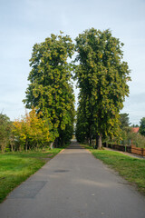 Fototapeta na wymiar Park großer Baum 