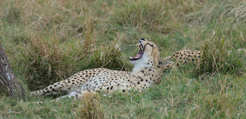 cheetah resting yawning showing its sharp teeth in the wild grasses of the masai mara, kenya