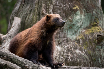 The wolverine is the largest land-dwelling species of the family Mustelidae. 