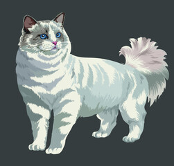 Drawing ragdolls cats, art.illustration, beautiful cat, vector