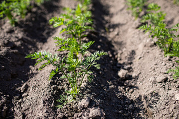 young green leaves of growing carrot. Carrots growing in the beds in the farmers field, carrots sticking out above the ground, vegetables planted in rows. Organic agriculture, farming concept