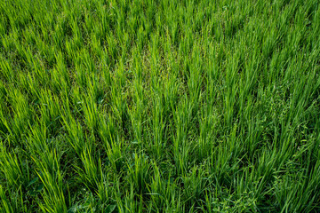 Obraz premium Immature cereals and wheat are grown on this agricultural field.