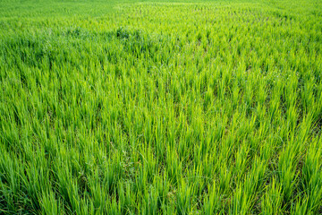 Immature cereals and wheat are grown on this agricultural field.
