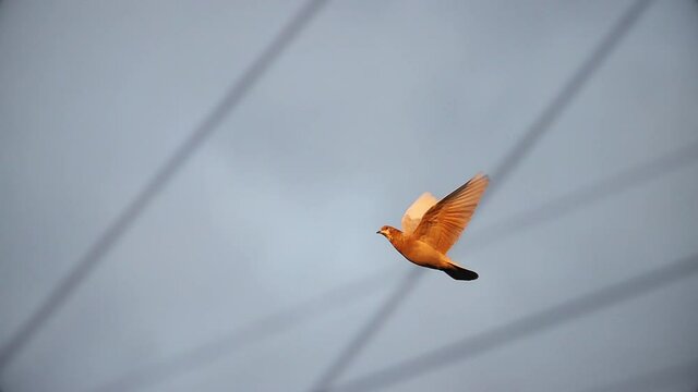 dove flies across the sky slow motion in the rays of the setting sun