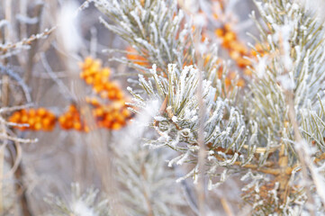 A branch of ripe sea buckthorn covered with frost in winter