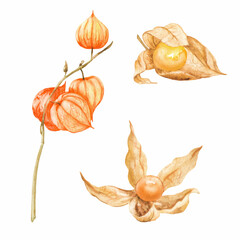 Beautiful realistic physalis. Perfect for printing, web, textile design, scrapbooking, souvenir products.