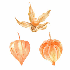 Physalis watercolor plant set. Perfect for printing, web, textile design, scrapbooking, souvenir products.