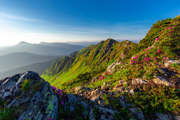 Carpathian mountains in summer. Flowering Rhododendron myrtifolium on rocks and cliffs. Maramures Mountains Region, Pip Ivan Peak, Ukraine. Unique landscape of the Carpathian mountains.