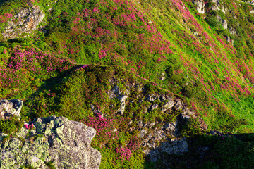 Carpathian mountains in summer. Flowering Rhododendron myrtifolium on rocks and cliffs. Maramures...