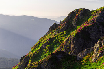 Carpathian mountains in summer. Flowering Rhododendron myrtifolium on rocks and cliffs. Maramures...