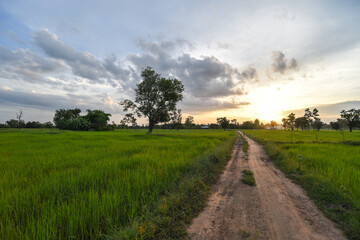 Fototapeta na wymiar Green rice field at sunset time