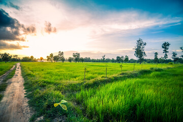 Obraz premium Green rice field at sunset time