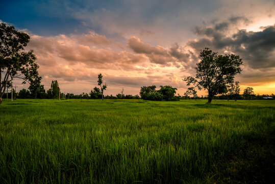 Green rice field at sunset time © nuttapon