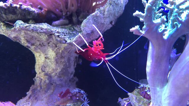 Eine Kardinalsgarnele im Meerwasseraquarium.