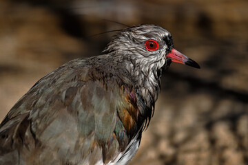Full body of Southern Lapwing wild bird