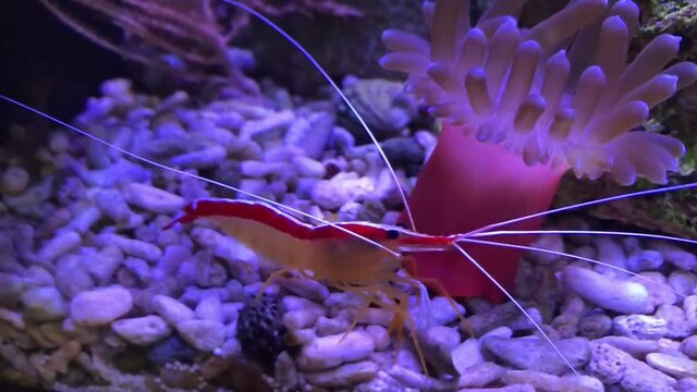 Eine Wei&szlig;bandgarnele im Aquarium