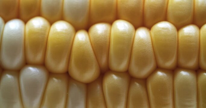 Corn on the cob top view, slow rotation. Raw corn close up.