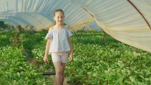 The little girl eats the strawberries they grow.The little girl is walking among the strawberries in the greenhouse.
