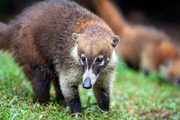 The white-nosed coati is a species of coati and a member of the family Procyonidae.