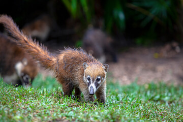 The white-nosed coati is a species of coati and a member of the family Procyonidae.