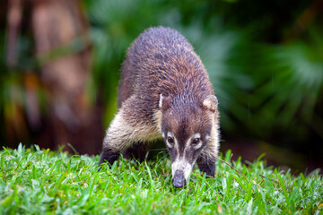 The white-nosed coati is a species of coati and a member of the family Procyonidae.