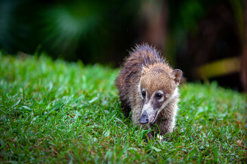 The white-nosed coati is a species of coati and a member of the family Procyonidae.