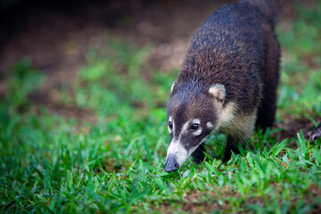 The white-nosed coati is a species of coati and a member of the family Procyonidae.